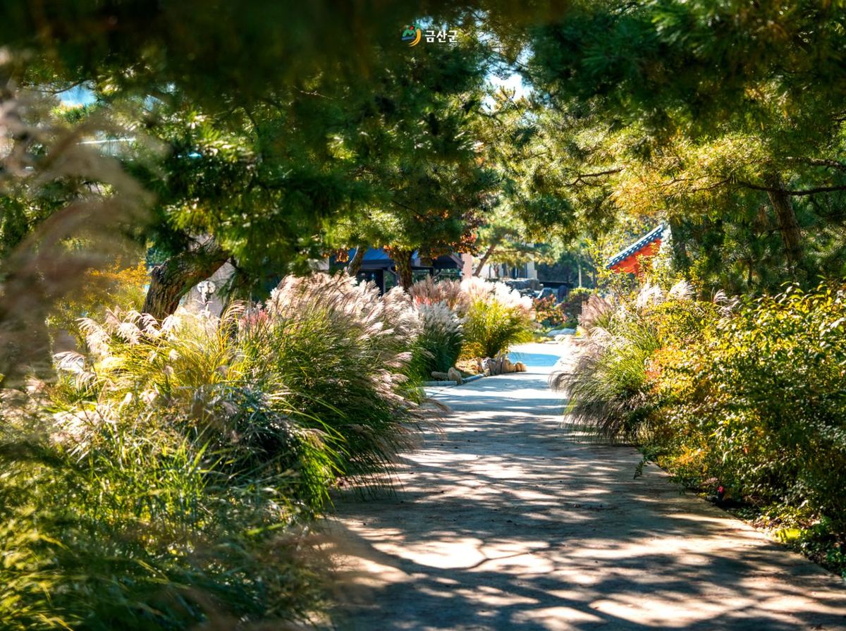 카페 산책로 - 억새와 소나무